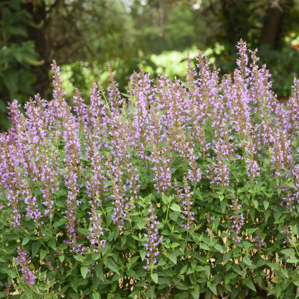 L'Agastache 'Blue Bayou', également connue sous le nom de menthe colibri, est résistante aux maladies, ce qui facilite sa culture.