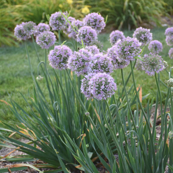 'Bubble Bath' Allium has light purple flowers.
