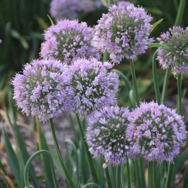 'Bubble Bath' Allium is a pollinator magnet!