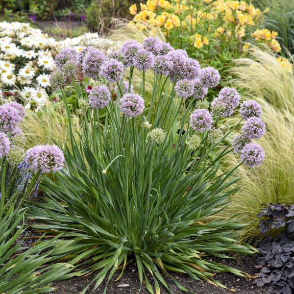 'Bubble Bath' Allium are  deer and rabbit resistant.