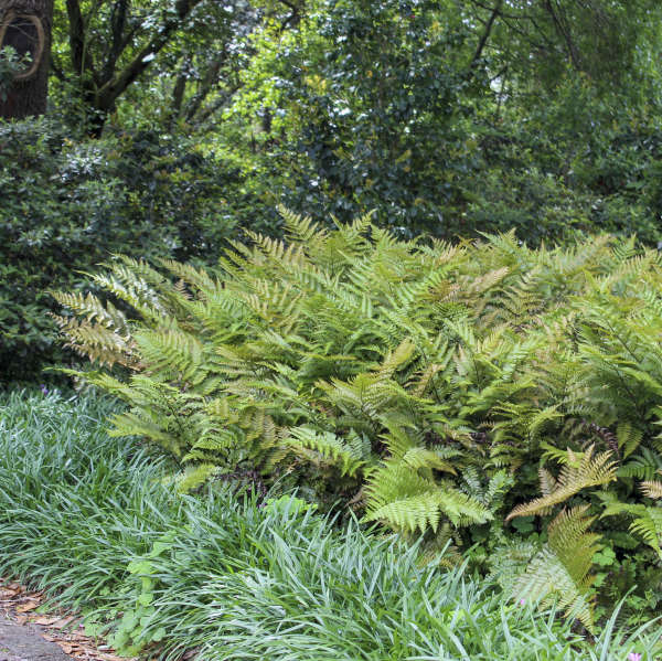 'Brilliance' Autumn Fern (Dryopteris)
