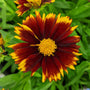 Uptick™ Red Tickseed has red and yellow flowers that bloom continuously throughout the summer.