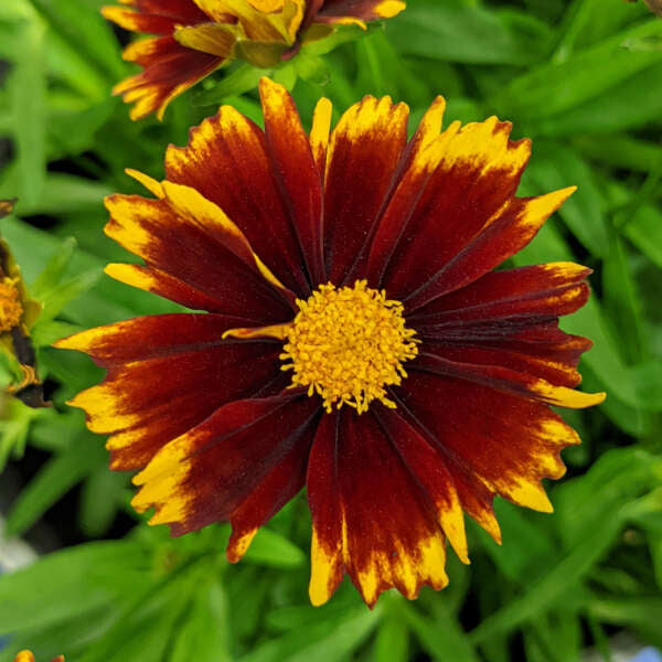 Uptick™ Red Tickseed has red and yellow flowers that bloom continuously throughout the summer.