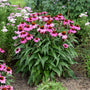 Color Coded® 'The Fuchsia is Bright' Coneflower is drought tolerant and deer resistant.