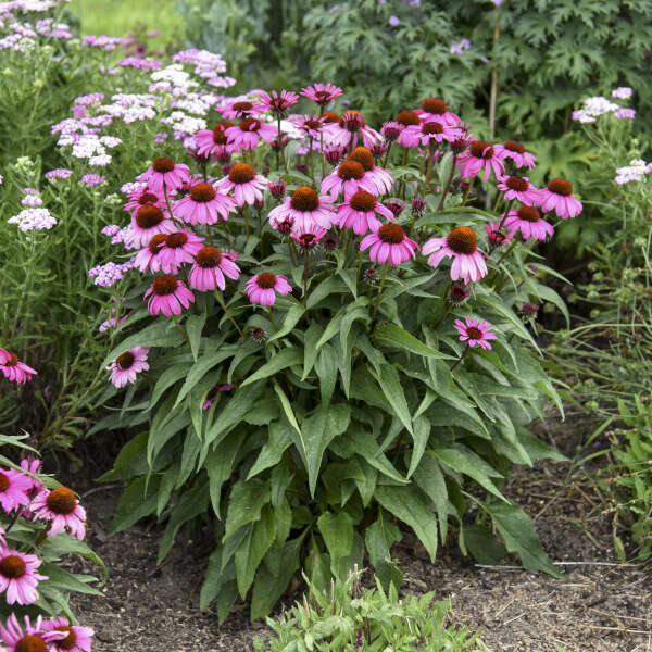 Color Coded® 'The Fuchsia is Bright' Coneflower is drought tolerant and deer resistant.