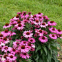 Color Coded® 'The Fuchsia is Bright' Coneflower has vibrant flowers that attract pollinators and birds all summer long.