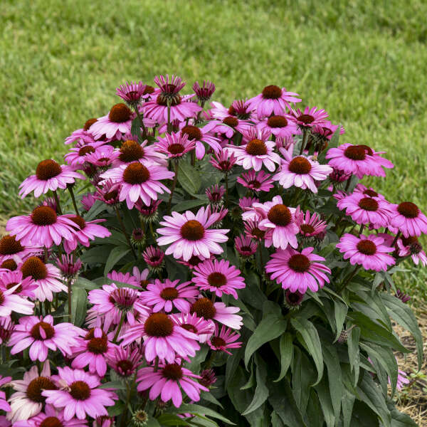 Color Coded® 'The Fuchsia is Bright' Coneflower has vibrant flowers that attract pollinators and birds all summer long.