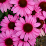 Color Coded® 'The Fuchsia is Bright' Coneflower has bright petals that contrast with their dark center cones.