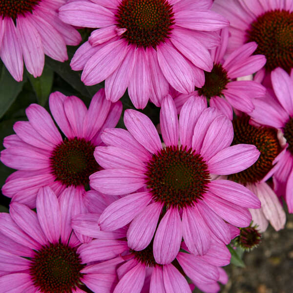 Color Coded® 'The Fuchsia is Bright' Coneflower has bright petals that contrast with their dark center cones.