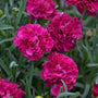 L'œillet Fruit Punch® 'Funky Fuchsia' a des fleurs doubles qui constituent de superbes compositions de fleurs coupées.