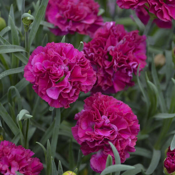 L'œillet Fruit Punch® 'Funky Fuchsia' a des fleurs doubles qui constituent de superbes compositions de fleurs coupées.