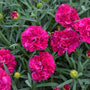 L'œillet Fruit Punch® 'Funky Fuchsia' aime le soleil et résiste aux cerfs.