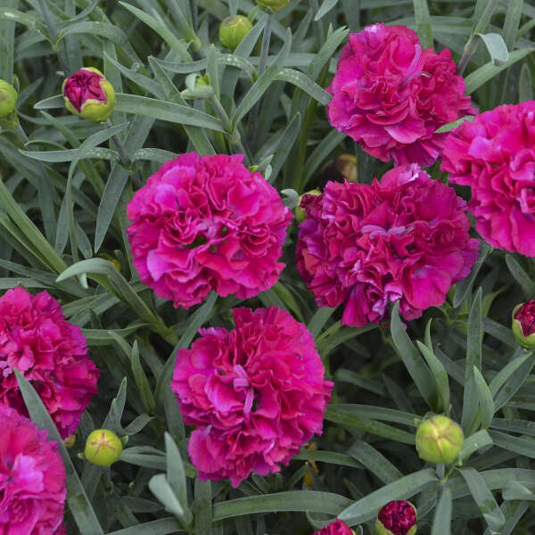 L'œillet Fruit Punch® 'Funky Fuchsia' aime le soleil et résiste aux cerfs.