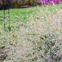 Prairie Winds® 'Niagara Falls' Switchgrass has cream colored seed heads in fall.
