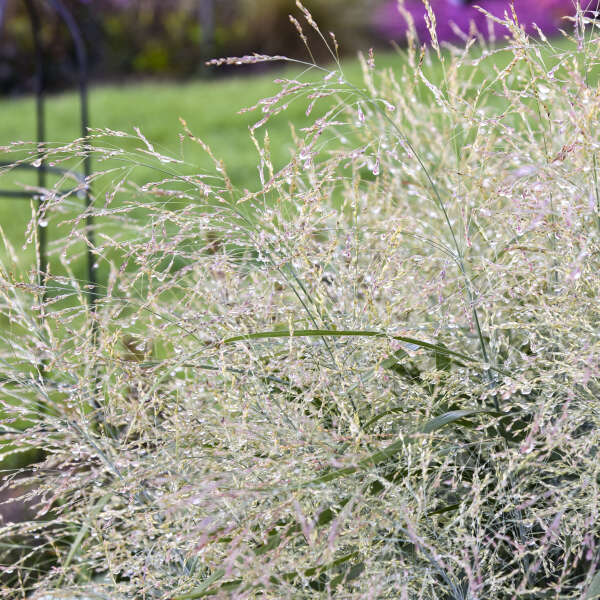 Prairie Winds® 'Niagara Falls' Switchgrass has cream colored seed heads in fall.
