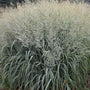 Prairie Winds® 'Niagara Falls' Switchgrass has a rounded shape with plumes reaching 4 feet tall.