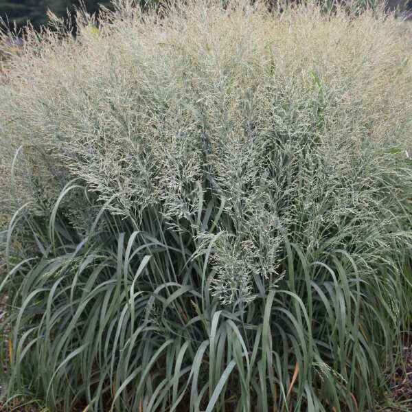 Prairie Winds® 'Niagara Falls' Switchgrass has a rounded shape with plumes reaching 4 feet tall.