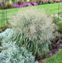 Prairie Winds® 'Niagara Falls' Switchgrass has powder blue leaf blades that arch gracefully in the landscape, creating a cascading look that resembles a waterfall.