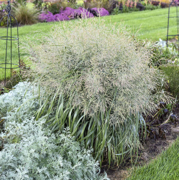Prairie Winds® 'Niagara Falls' Switchgrass has powder blue leaf blades that arch gracefully in the landscape, creating a cascading look that resembles a waterfall.