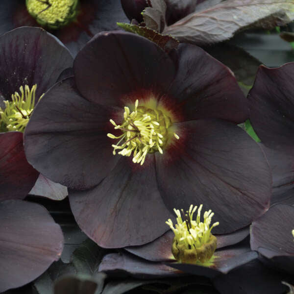 Honeymoon New York Night Lenten Rose - Thumbnail 4