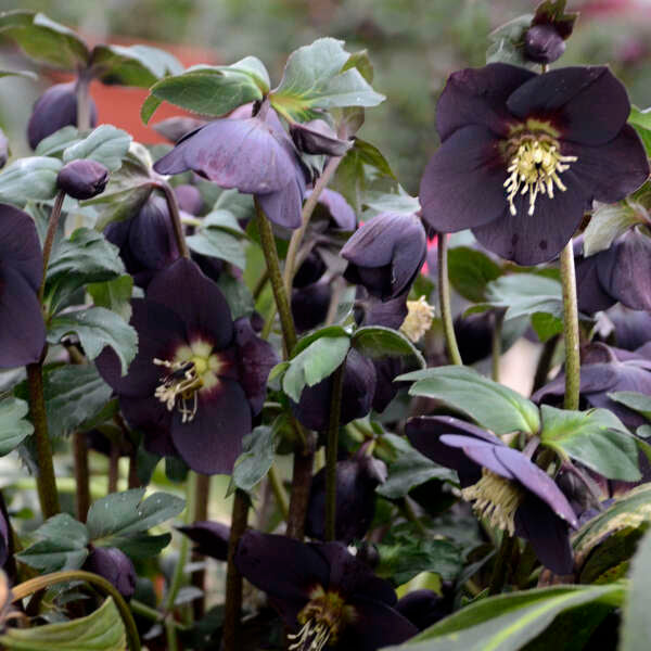 Honeymoon New York Night Lenten Rose