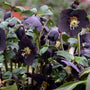 Honeymoon® New York Night Lenten Rose are low maintenance and deer resistant.