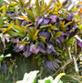 Honeymoon® New York Night Lenten Rose is evergreen.