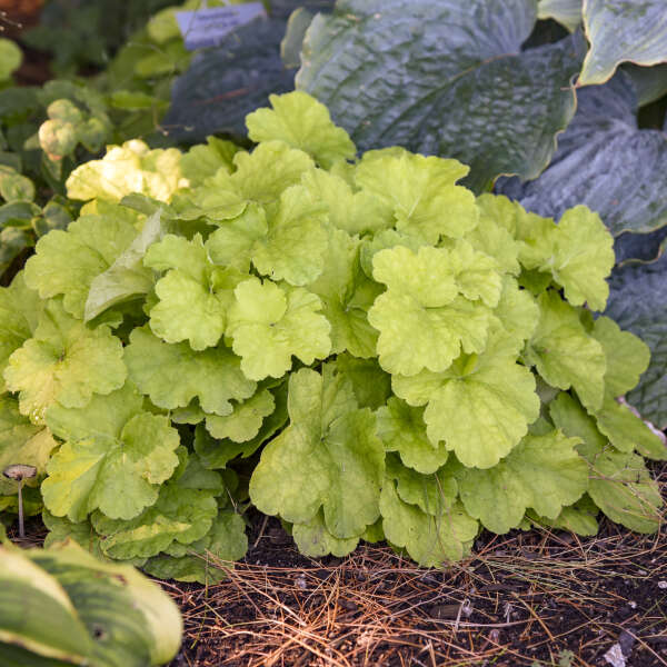 Primo® Pistachio Ambrosia Coral Bells has bright yellow-green foliage.