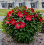 L'hibiscus vivace Summerific® 'Valentine's Crush' attire les colibris et les pollinisateurs.