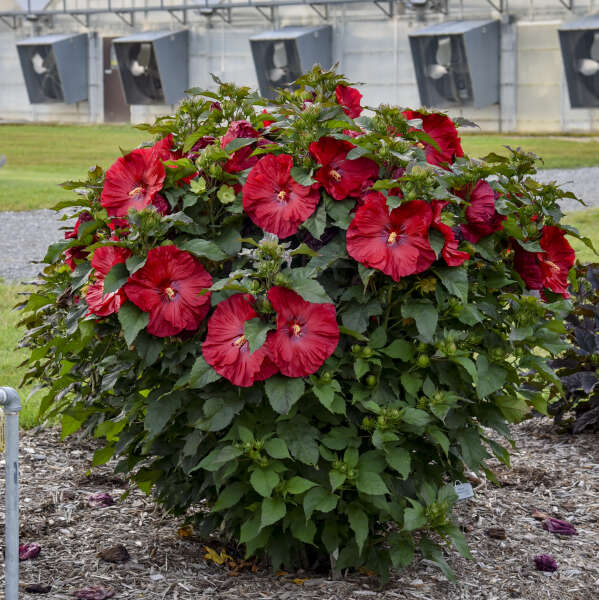 L'hibiscus vivace Summerific® 'Valentine's Crush' attire les colibris et les pollinisateurs.