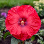 Hibiscus vivace Summerific® 'Valentine's Crush' aux fleurs rouge cerise éclatantes jusqu'à 8 cm de diamètre !