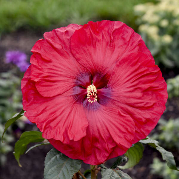 Hibiscus vivace Summerific® 'Valentine's Crush' aux fleurs rouge cerise éclatantes jusqu'à 8 cm de diamètre !