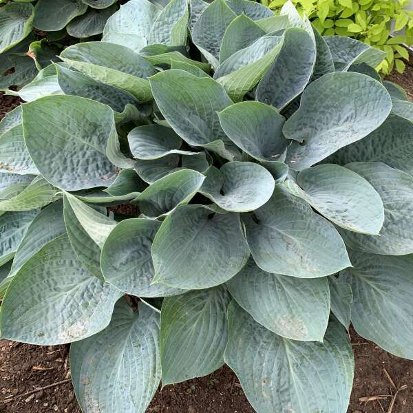 L'Hosta Shadowland® 'Above the Clouds' possède un feuillage large et résistant aux parasites du jardin.