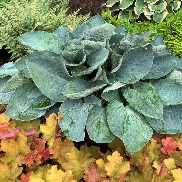 L'hosta Shadowland® 'Above the Clouds', avec son feuillage bleu gaufré, apporte une touche de fraîcheur à votre jardin ombragé.