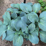 Silver Bullet' Hosta boasts thick blue foliage with rounded leaf shape.