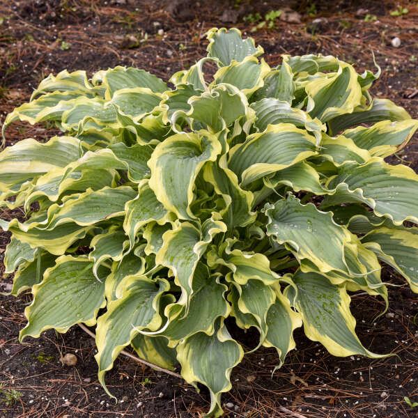 Shadowland 'Voices in the Wind' Hosta