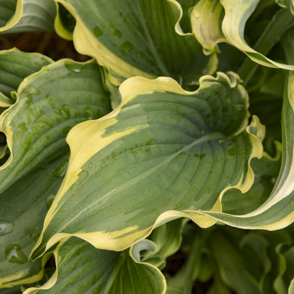 Shadowland® 'Voices in the Wind' Hosta  variegated and ruffled leaf margins.