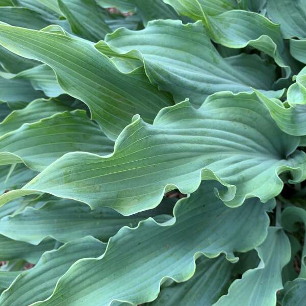 Les feuilles étroites de l'hosta 'Wild Imagination' contrastent avec celles des autres hostas.