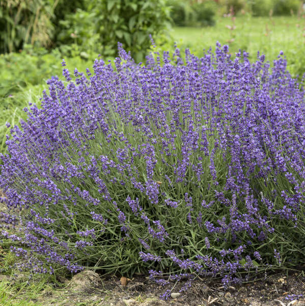 'Imperial Gem' Lavender (Lavandula) - Thumbnail 3