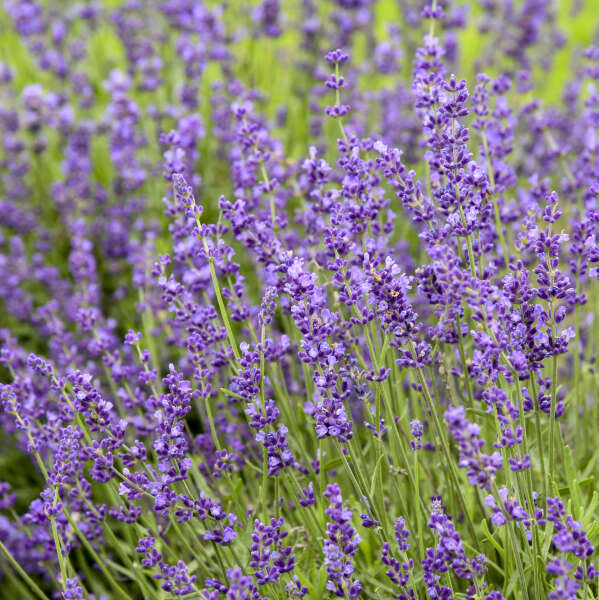Great Garden Plants Imperial Gem Lavender