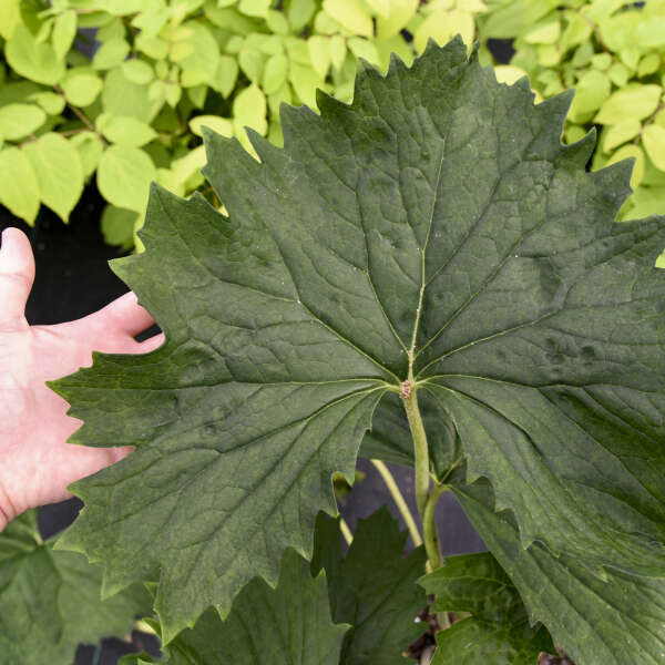 Tractor Seat' Ligularia massive leaves command attention in  your shade garden.