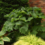 Tractor Seat' Ligularia massive leaves adds interest and texture to your shade garden.