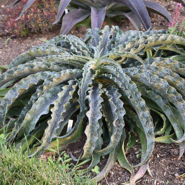 Mad About Mangave® Dreadlocks Mangave is a rare and unusual succulent for hot gardens.