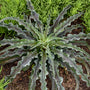 Mad About Mangave® Dreadlocks Mangave has low sprawling dark green leaves that are dotted with red spots.