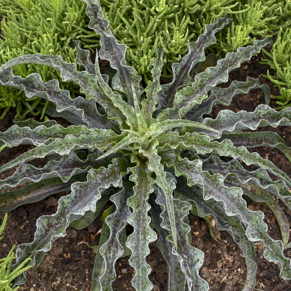 Mad About Mangave® Dreadlocks Mangave has low sprawling dark green leaves that are dotted with red spots.