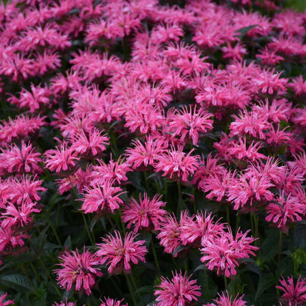 La monarde Upscale™ 'Pink Chenille' offre chaque été un spectacle floral impressionnant grâce à ses fleurs rose fluorescent.