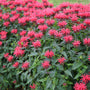 Upscale™ 'Red Velvet' Bee Balm cherry red blooms with sturdy stems.