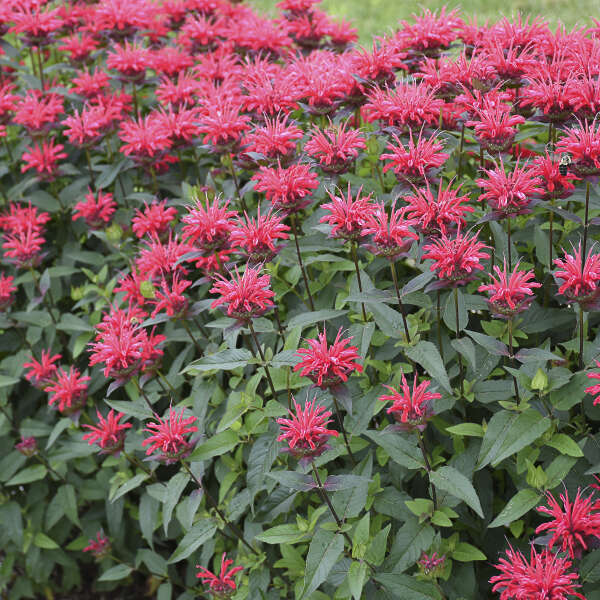Upscale™ 'Red Velvet' Bee Balm cherry red blooms with sturdy stems.