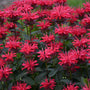 Upscale™ 'Red Velvet' Bee Balm cherry red flowers gives your garden pops of color for weeks each summer.