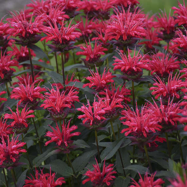 Upscale™ 'Red Velvet' Bee Balm cherry red flowers gives your garden pops of color for weeks each summer.